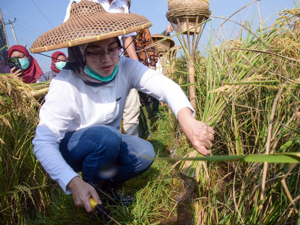 bupati purwakarta potong padi