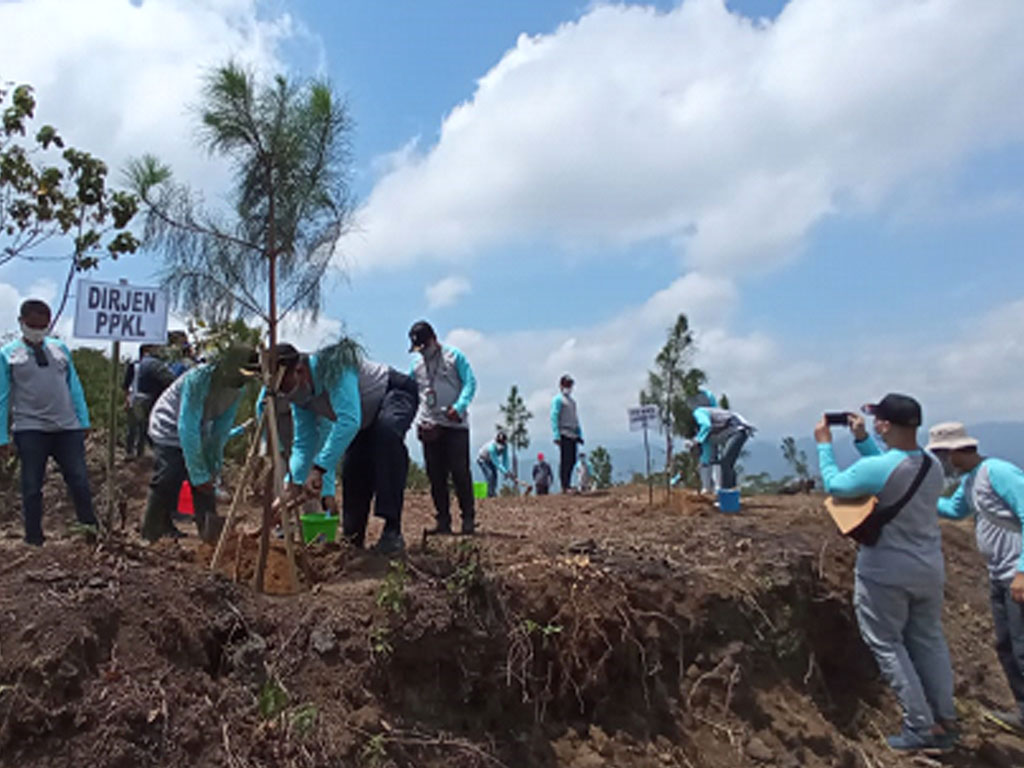 tanam pohon kuningan