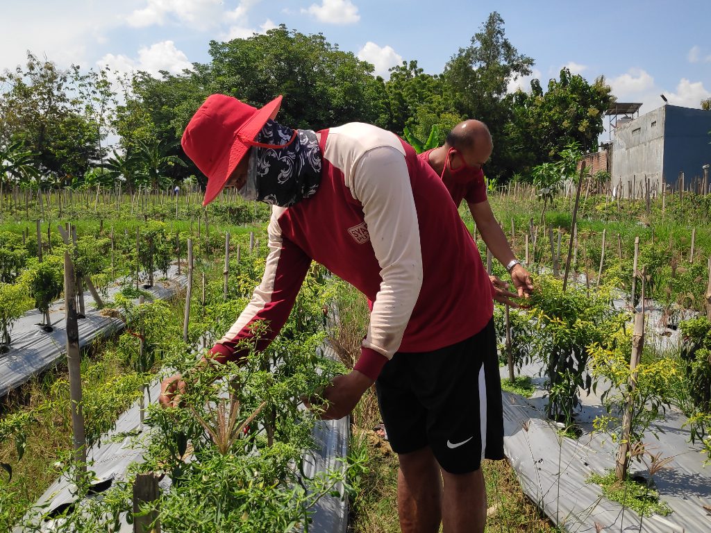 petani jateng