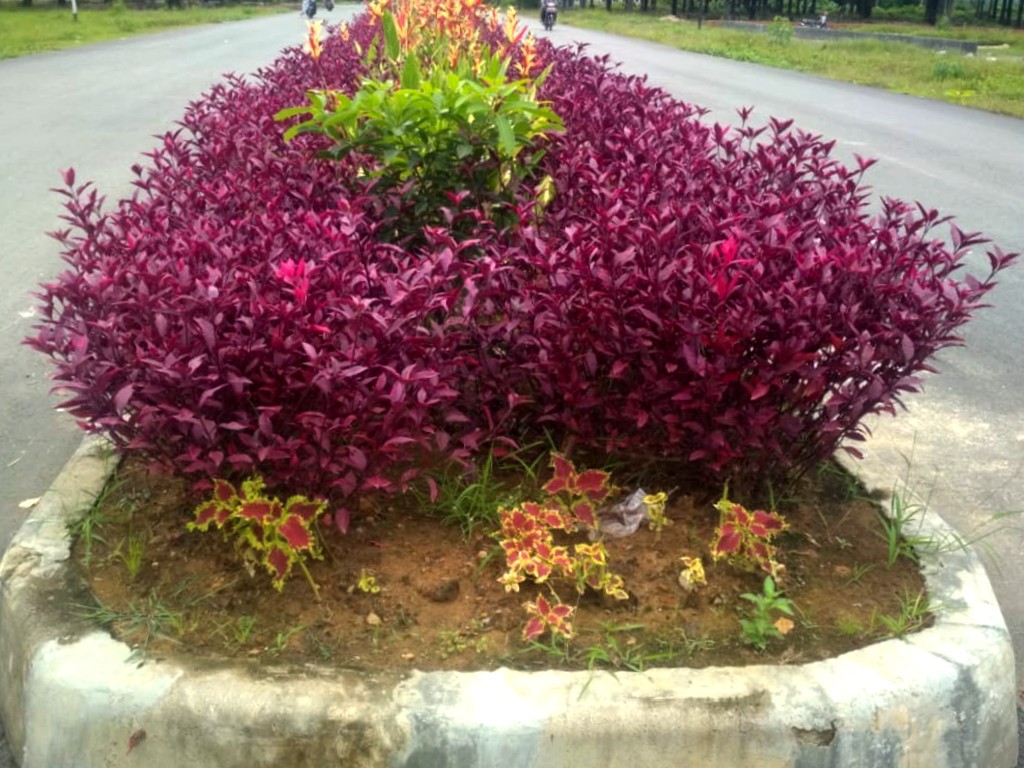 Bunga Hias Aceh Tamiang