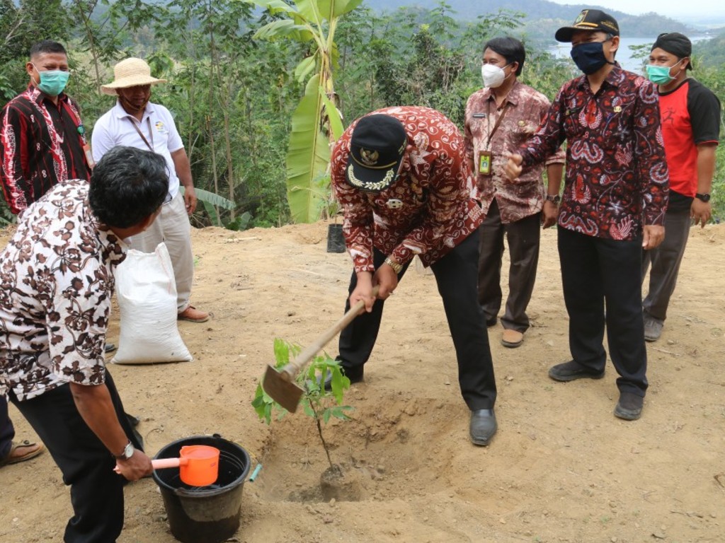 Kelapa Genjah Entok di Kulon Progo