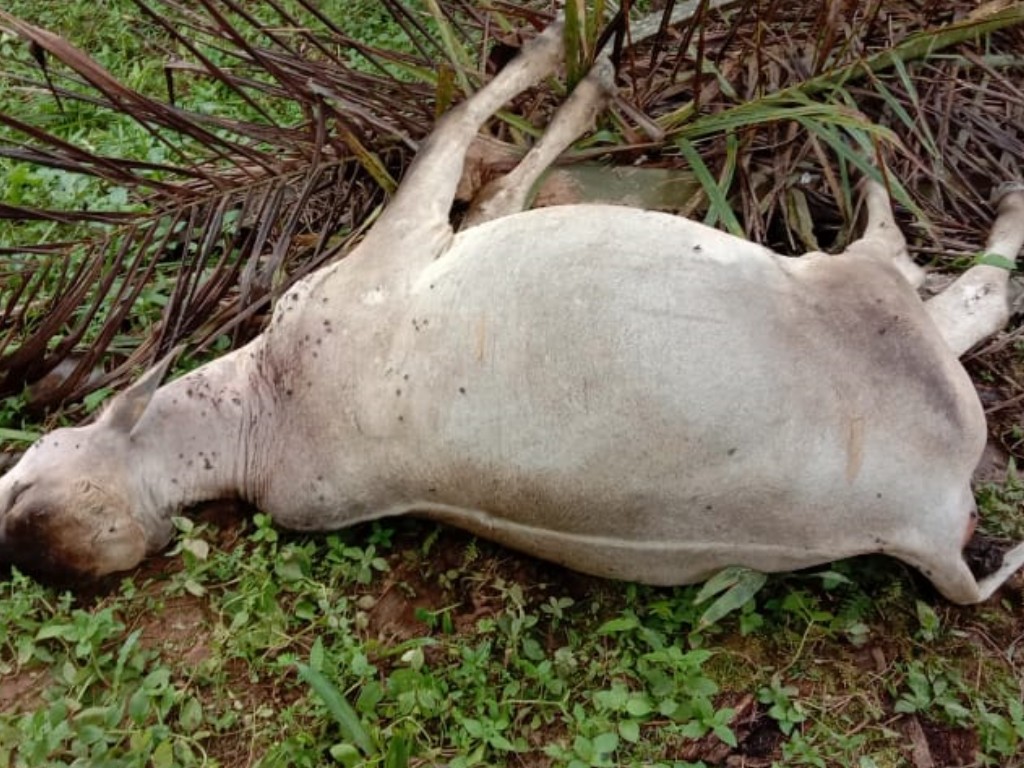 Sapi Diterkam Harimau di Langkat