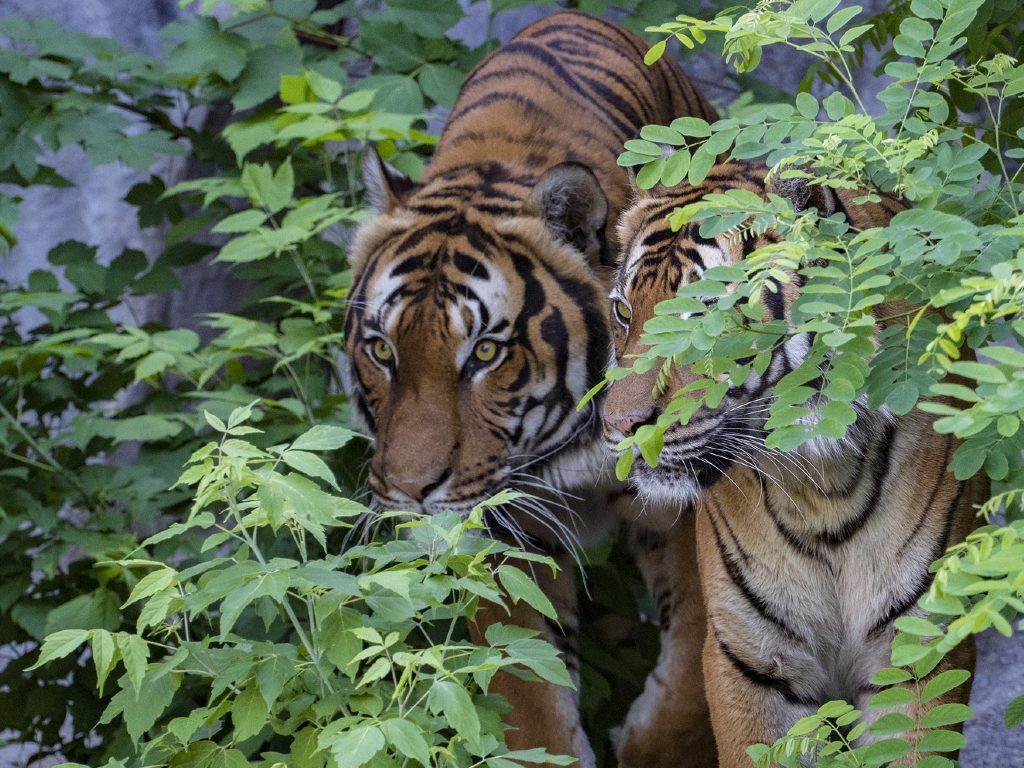 Ilustrasi Harimau