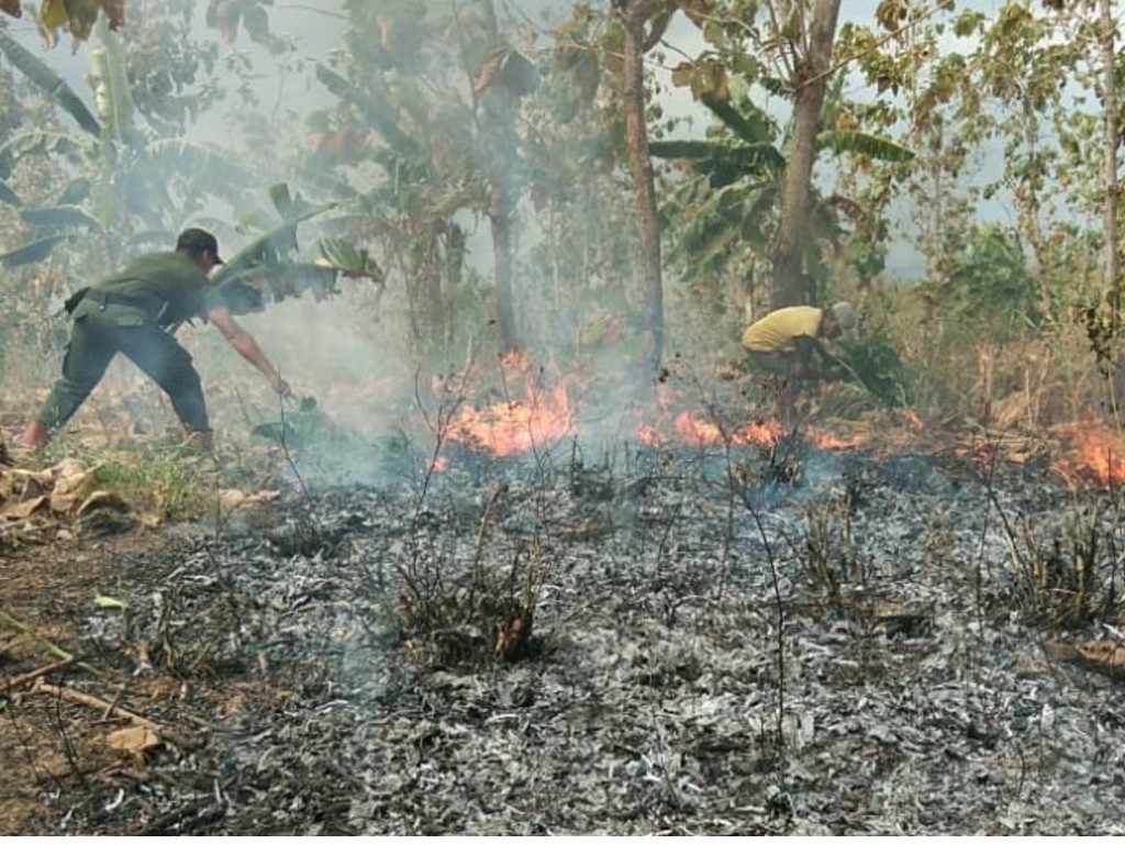 Kebakaran Hutan