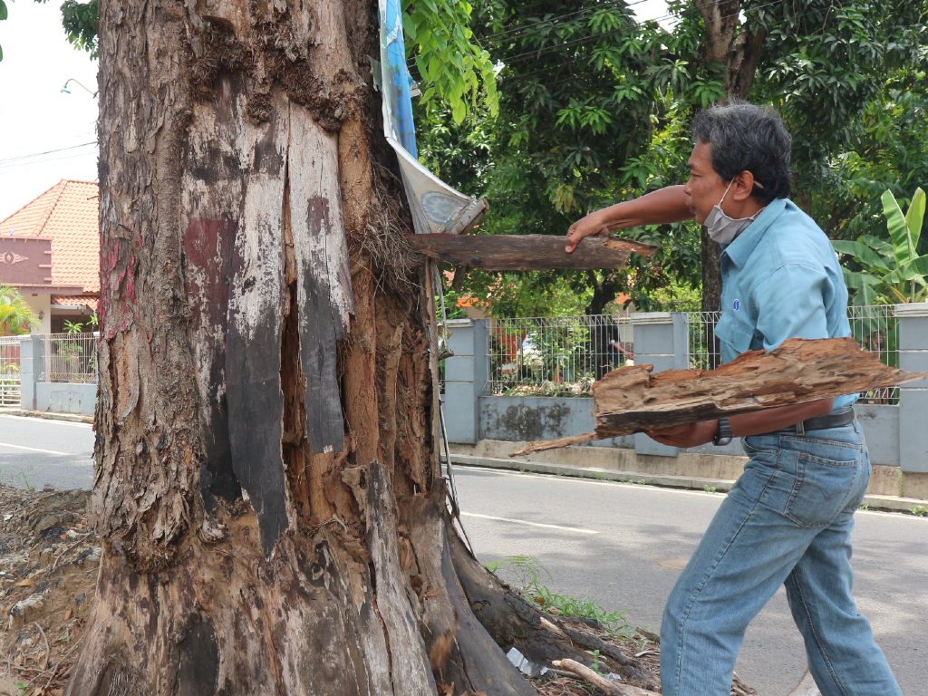 Pohon rawan tumbang kudus1