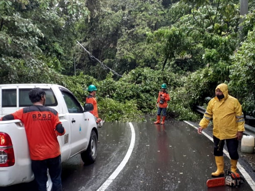 Pohon Tumbang di Sabang Aceh