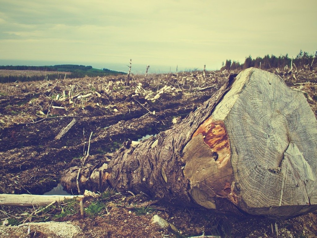 Ilustrasi Hutan Rusak