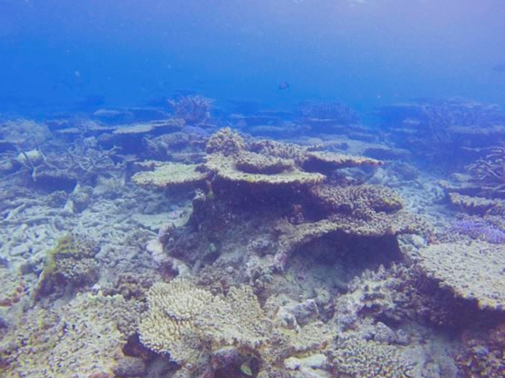 karang australia2