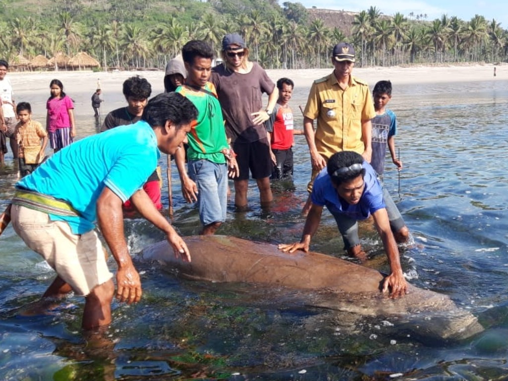 Ikan Paus Terdampar