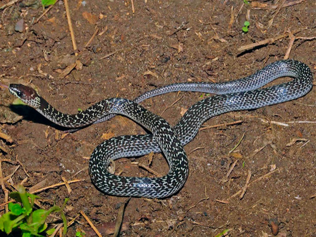 Ular Cicak atau Lycodon Capucinus