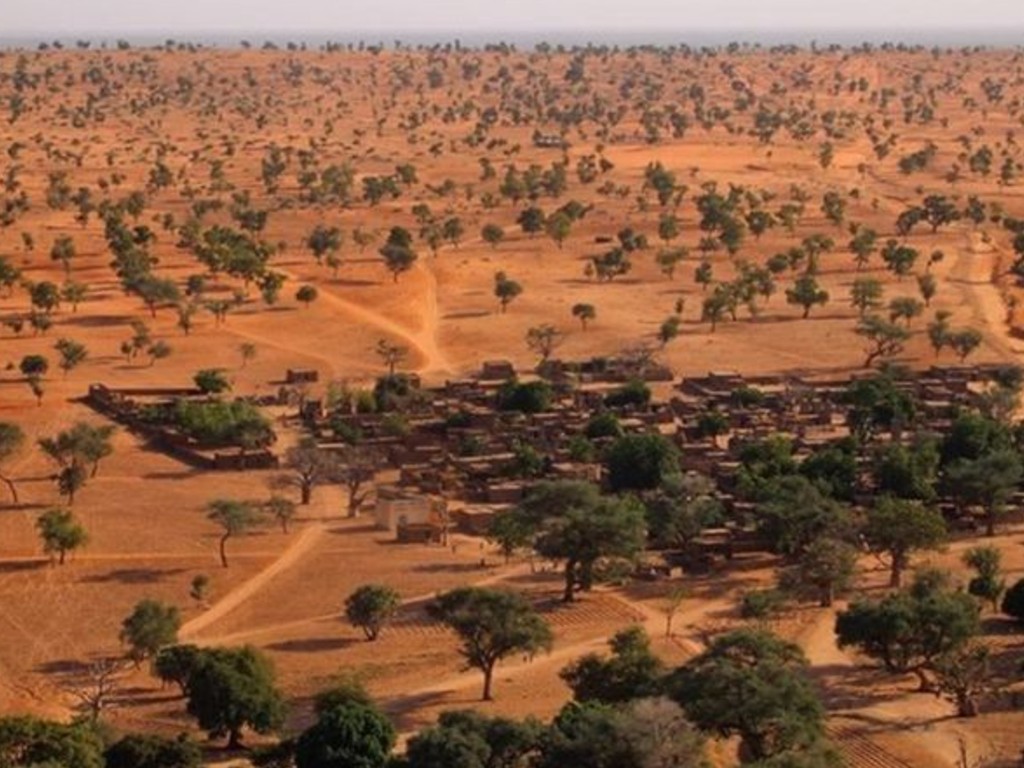 pohon sahara