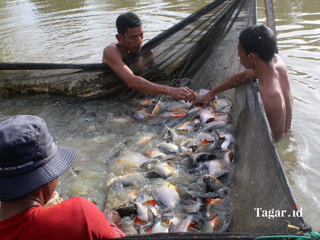 Ikan Tawar Aceh
