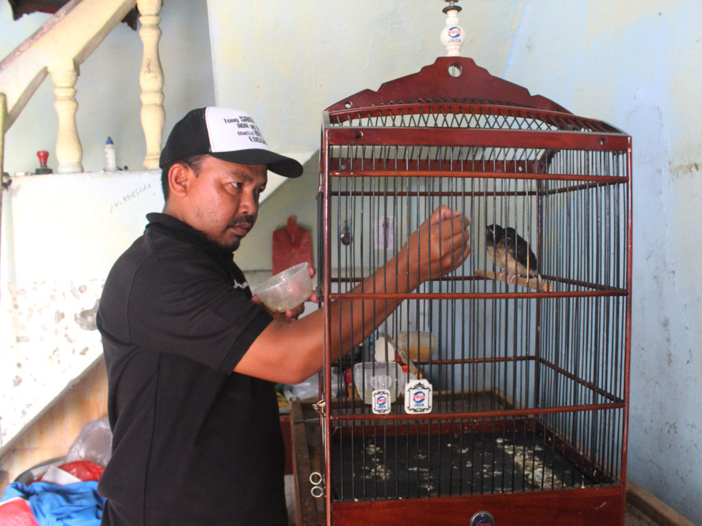 Cerita Burung Aceh barat (2)