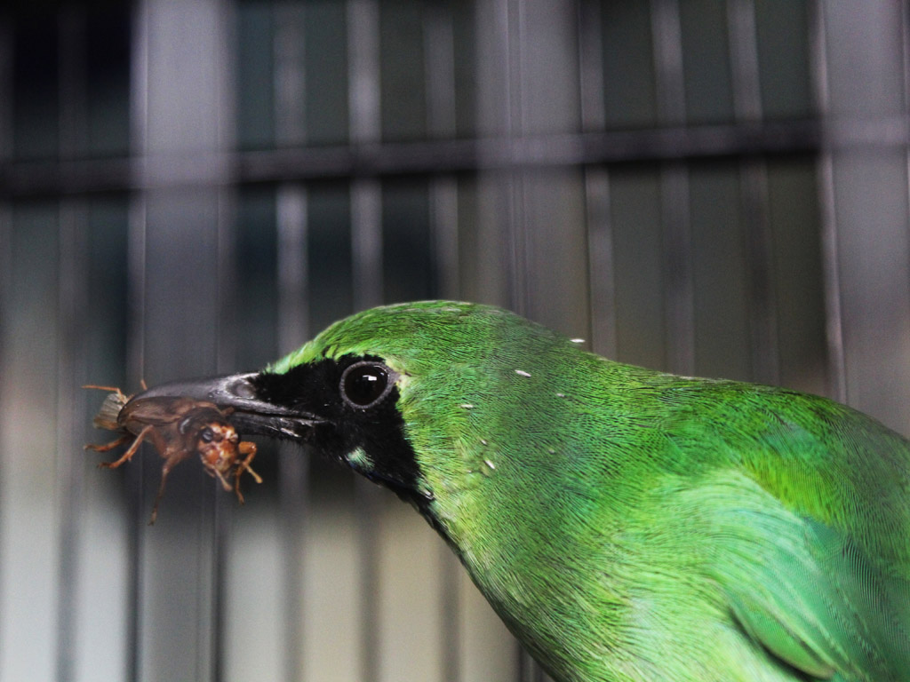 Kicau Burung Dan Kacau Pikiran Pecintanya Di Aceh Barat