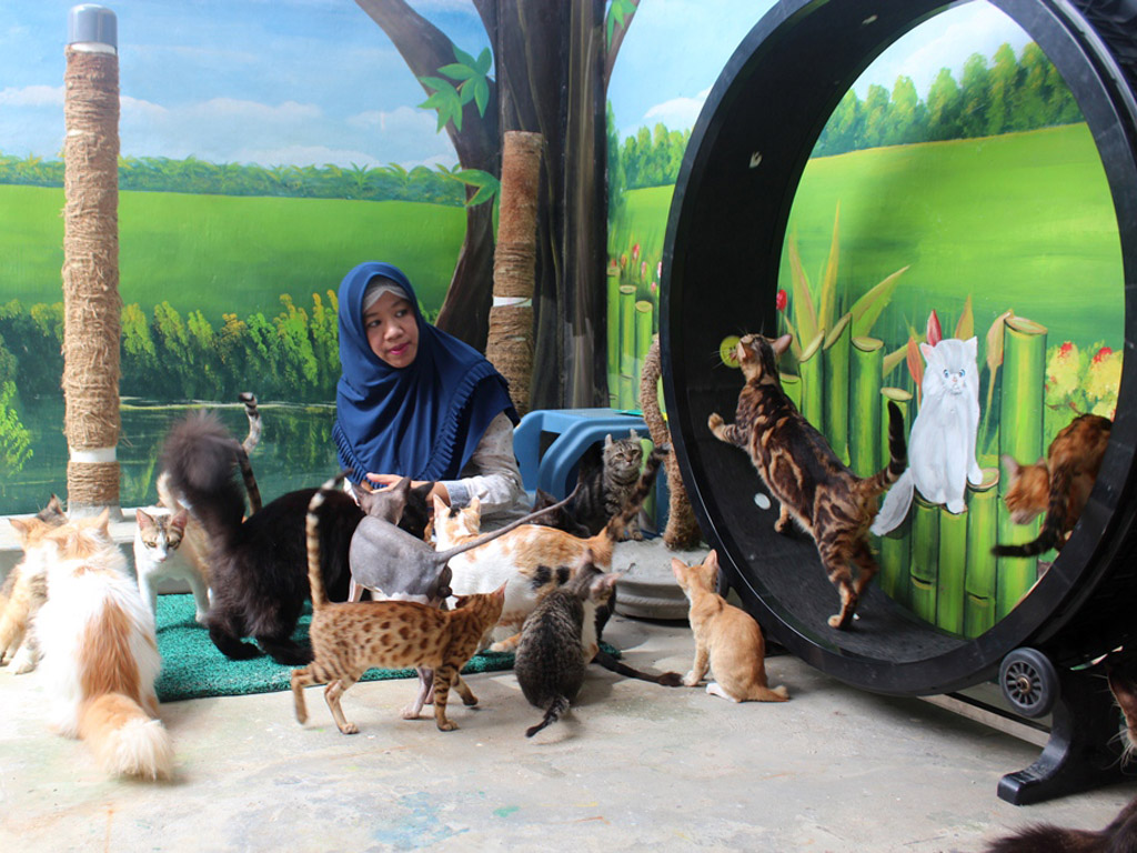 Cerita Kucing Aceh (1)