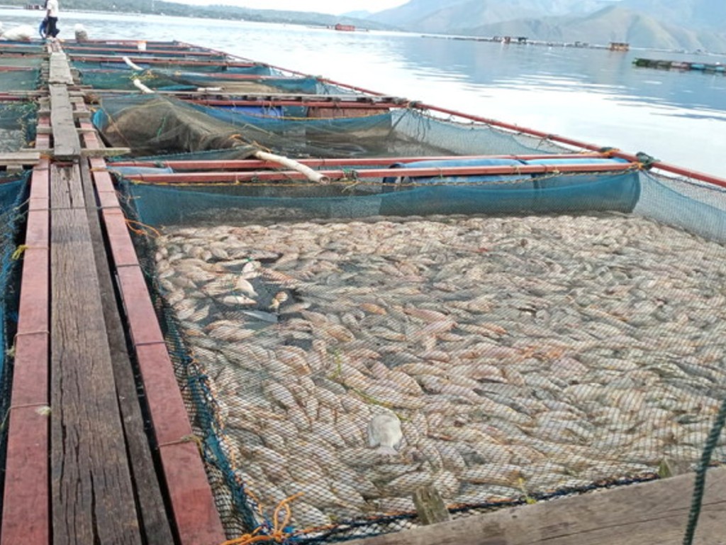 Ikan Mati di Danau Toba