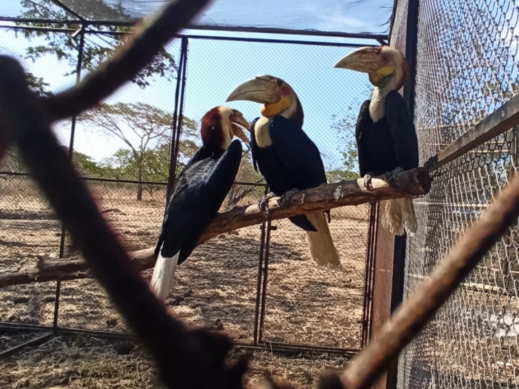 Burung langka