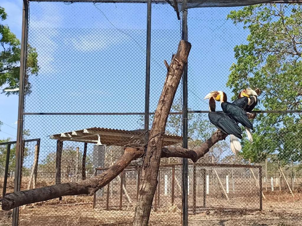 Burung langka dilepasliarkan Balai Taman Nasional Baluran