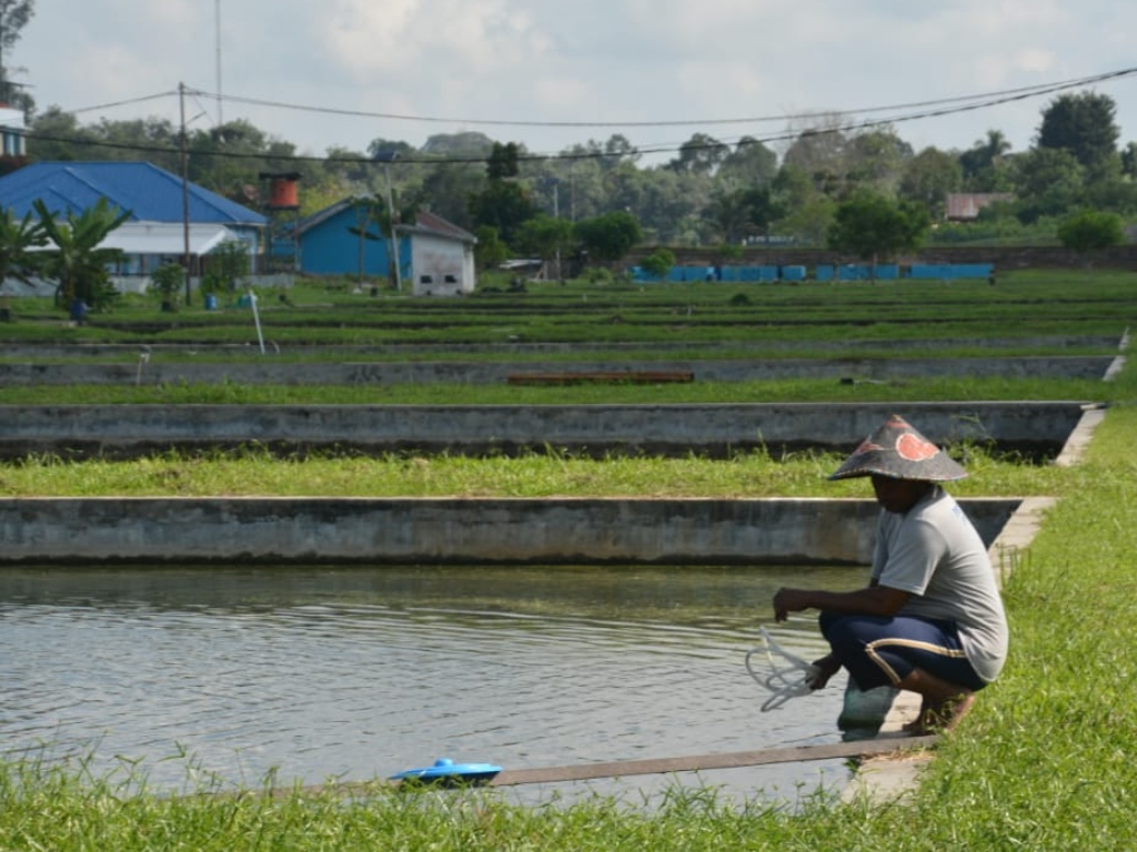 Kampung Lele di Riau