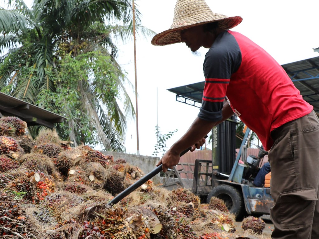 Kelapa Sawit