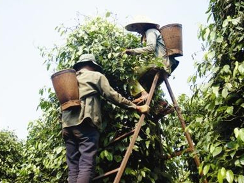 Petani Lada Aceh