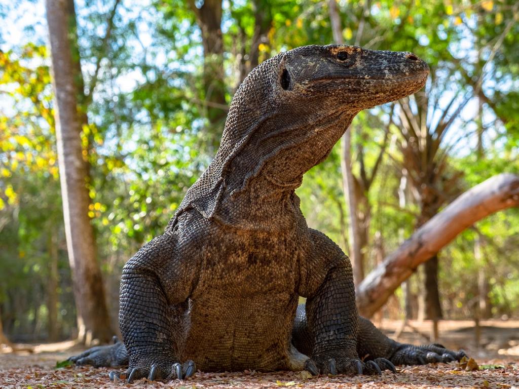 Komodo