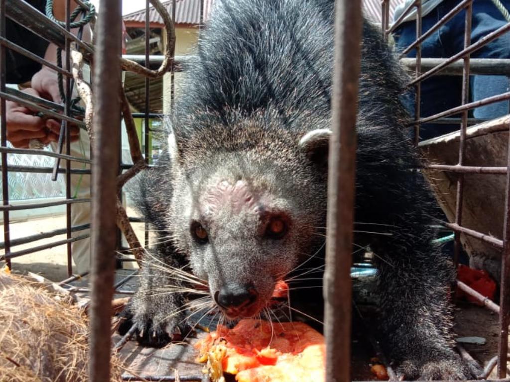 Binturong