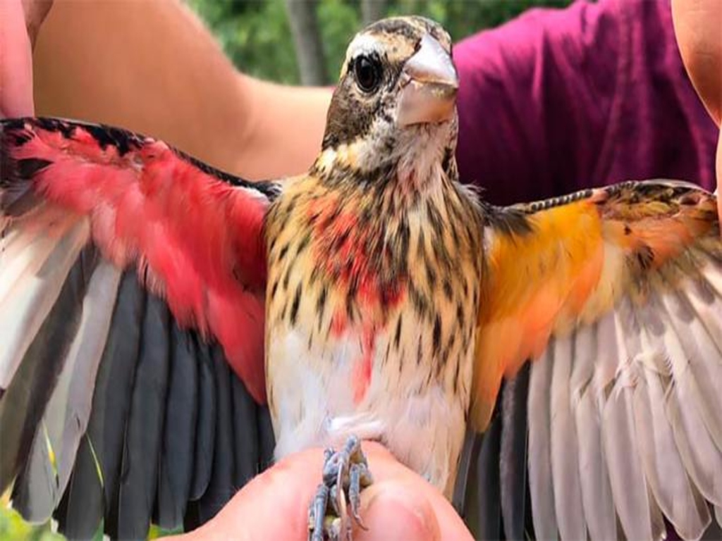 Burung langkah