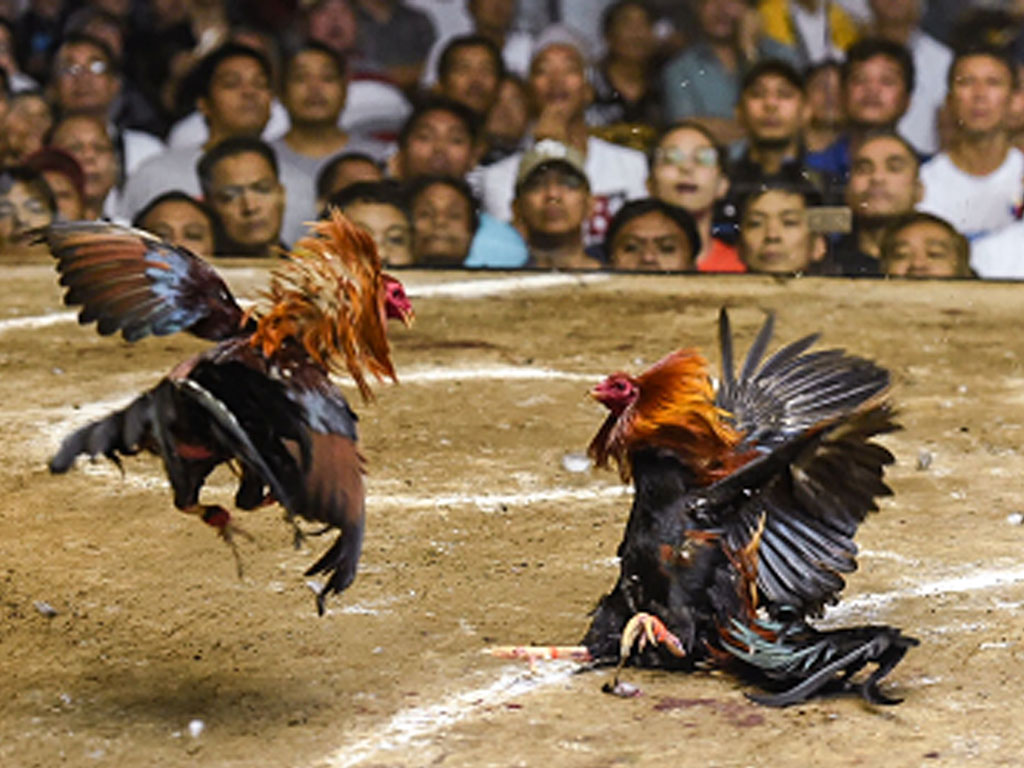 sabung ayam