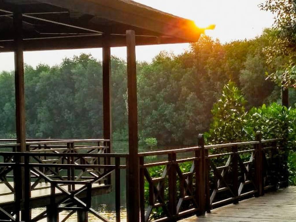 Hutan Mangrove PIK