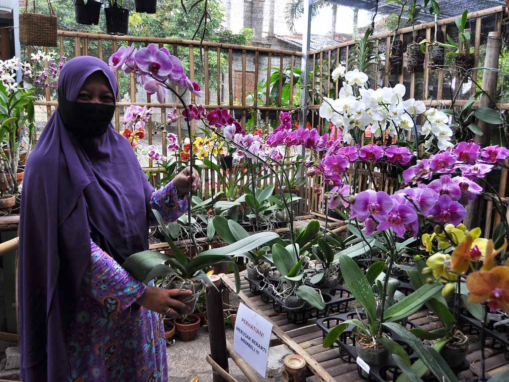 Hobi Dan Tidak Sengaja Bisnis Tanaman Anggrek Di Yogyakarta