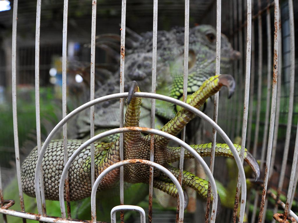 Cerita Reptil Yogyakarta (1)
