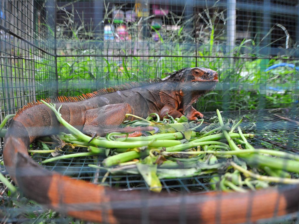 Cerita Reptil Yogyakarta (3)