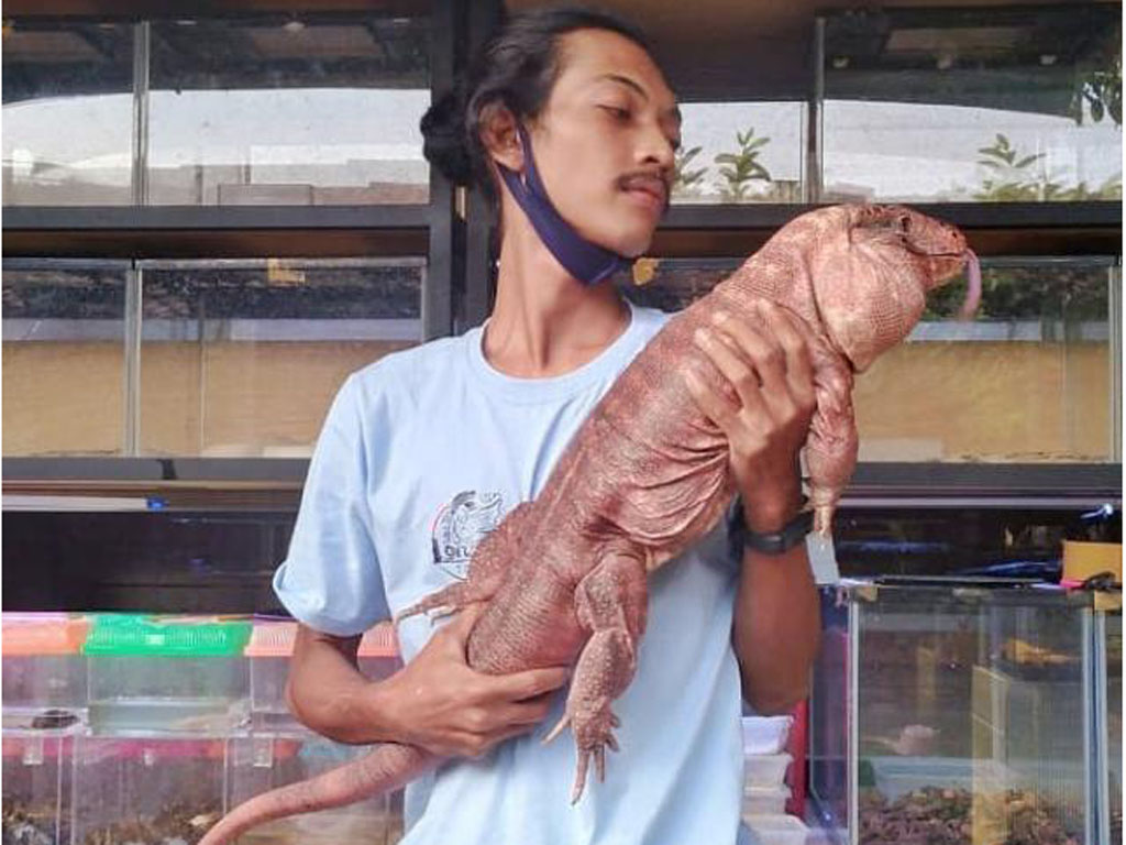 Cerita Reptil Yogyakarta (5)