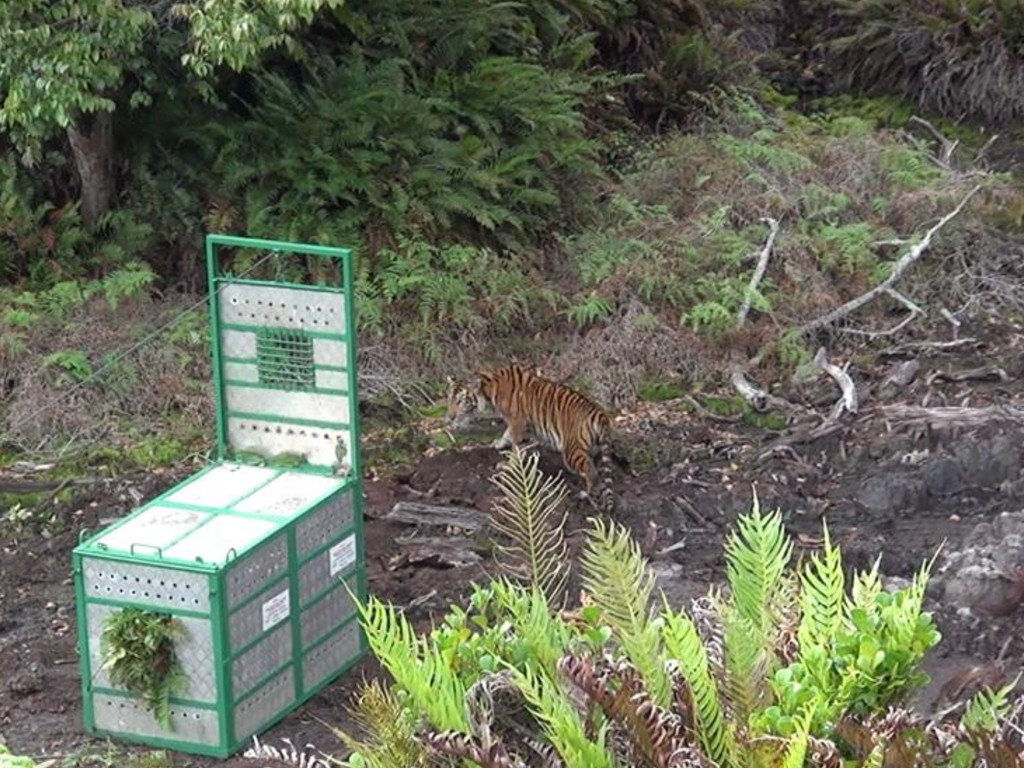 Harimau Sumatera