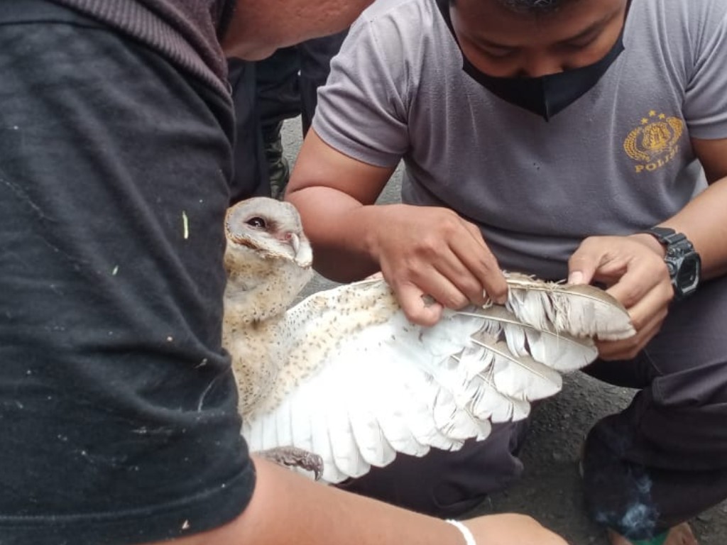 Burung Hantu