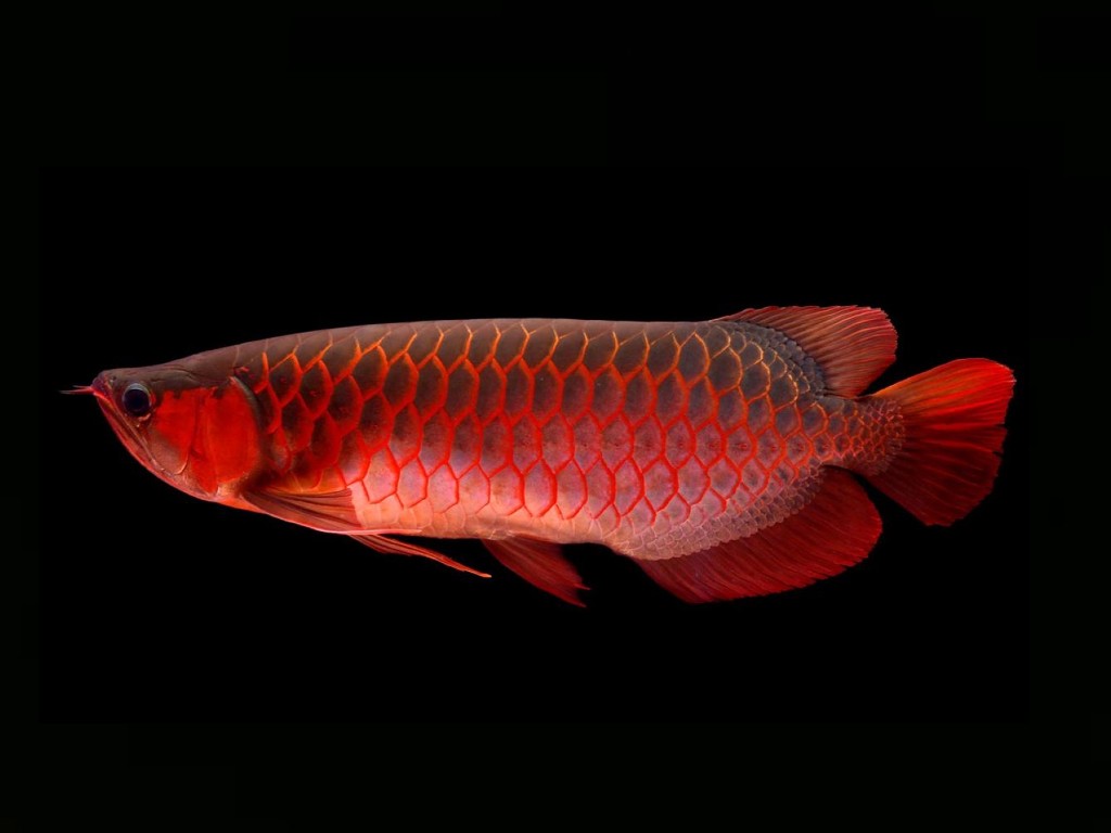 Ikan Siluk Merah atau Arwana