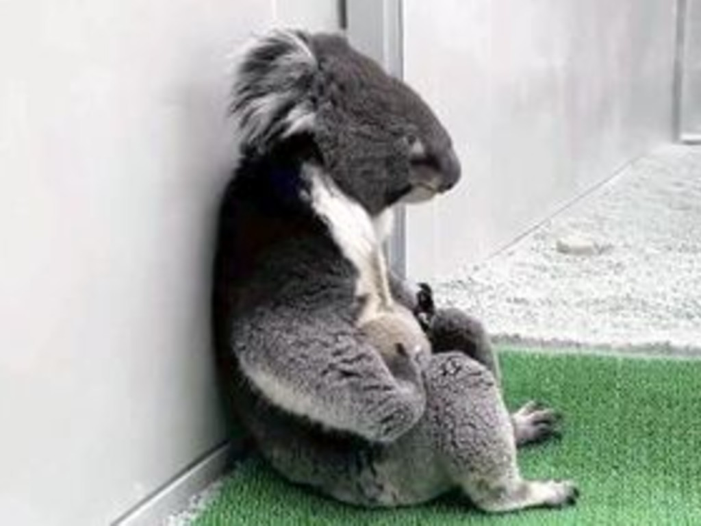 Koala