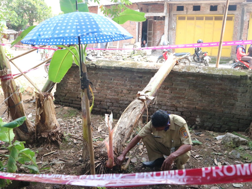 pohon pisang kudus