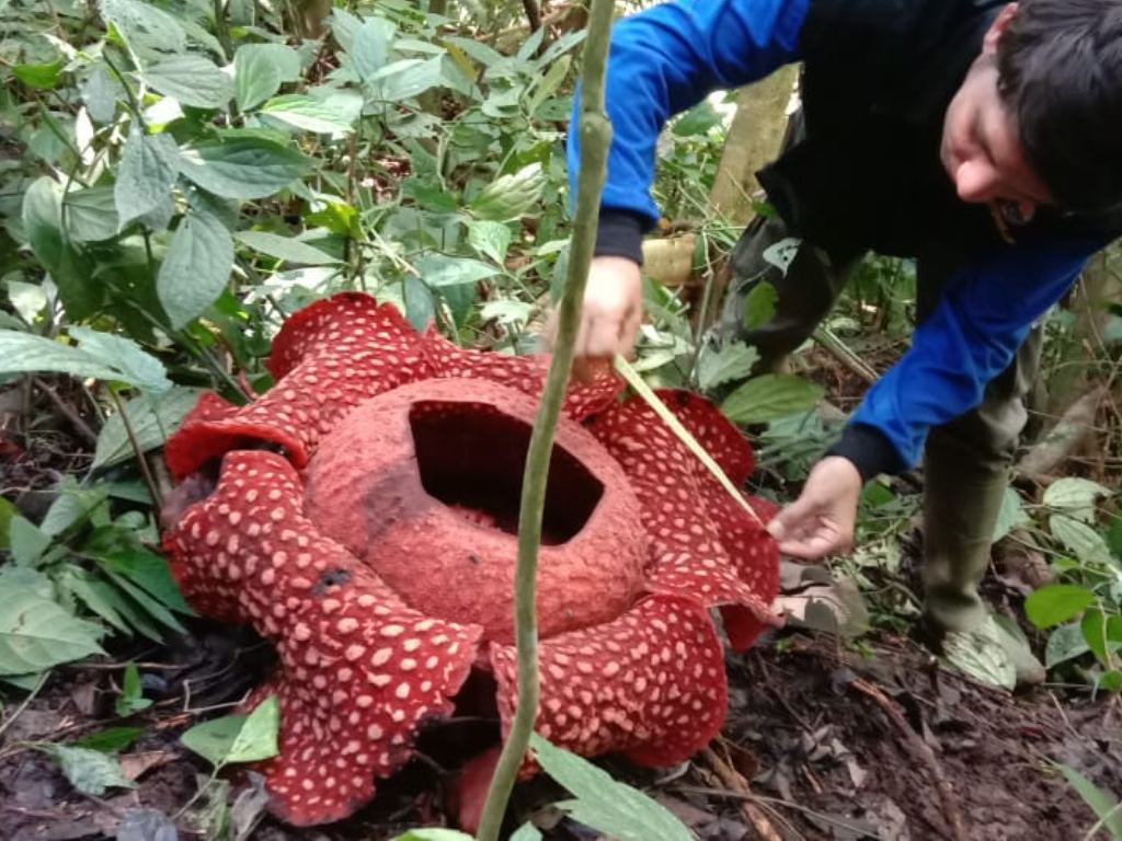 Rafflesia