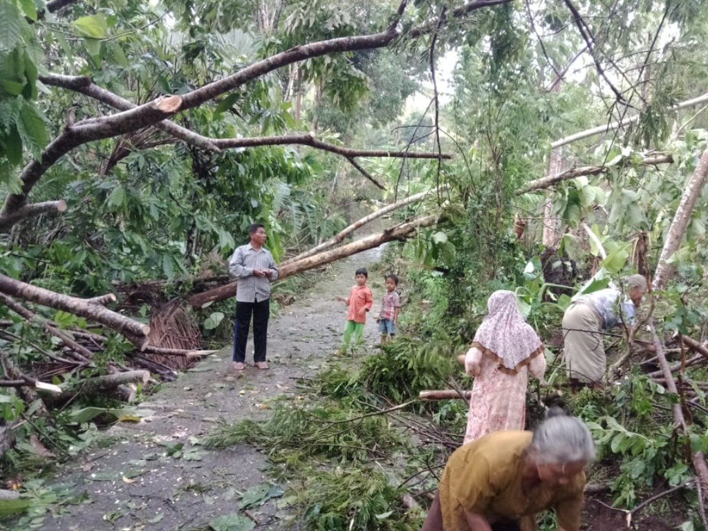 pohon tumbang magelang