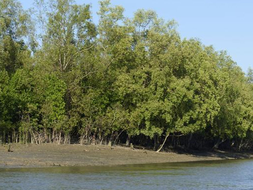 hutan bakau