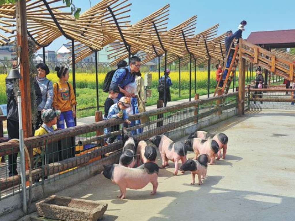 Peternakan babi Huateng