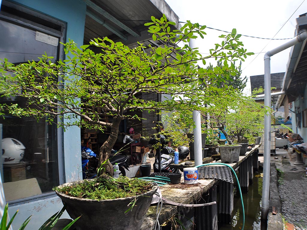 Cerita Bonsai Yogyakarta (2)