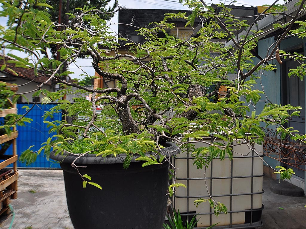 Cerita Bonsai Yogyakarta (3)