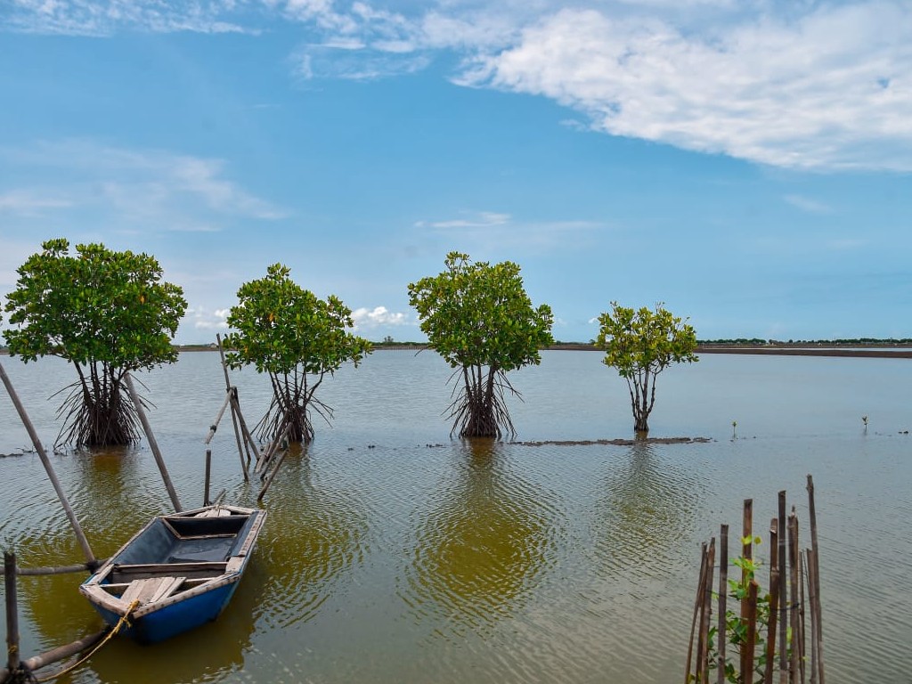 Mangrove