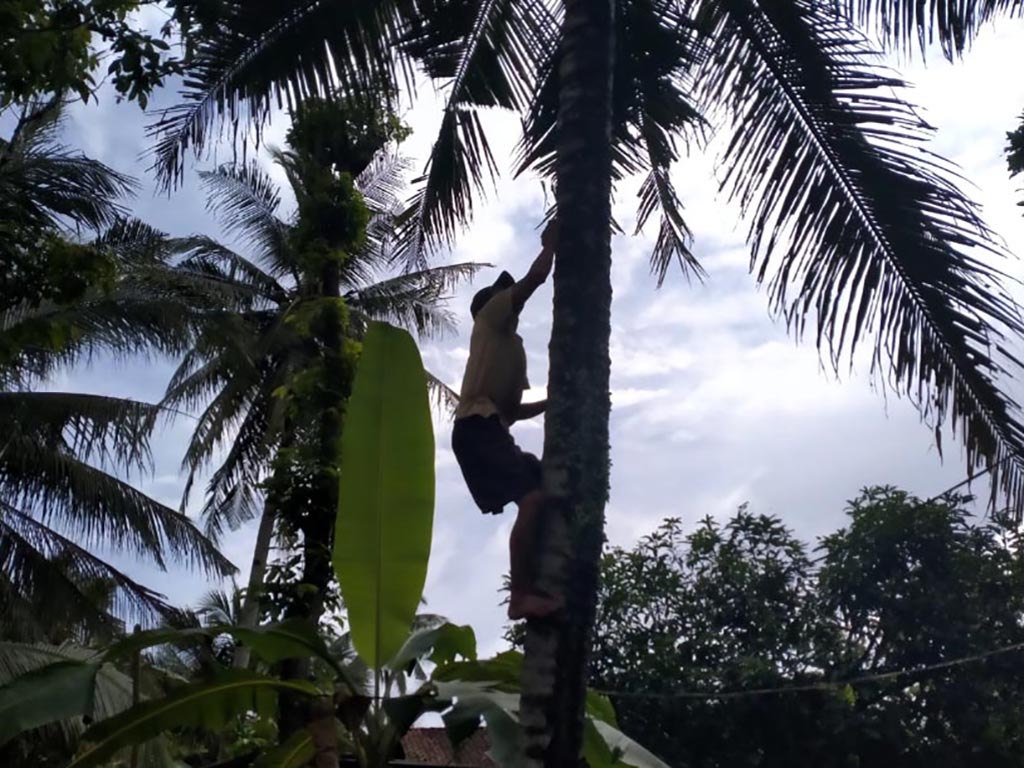 Cerita Pemetik Kelapa (2)
