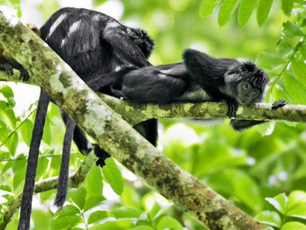 Lutung Jawa