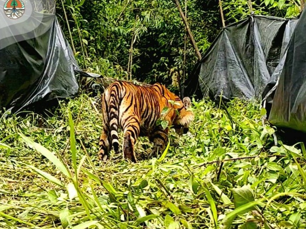 Harimau Sumatra