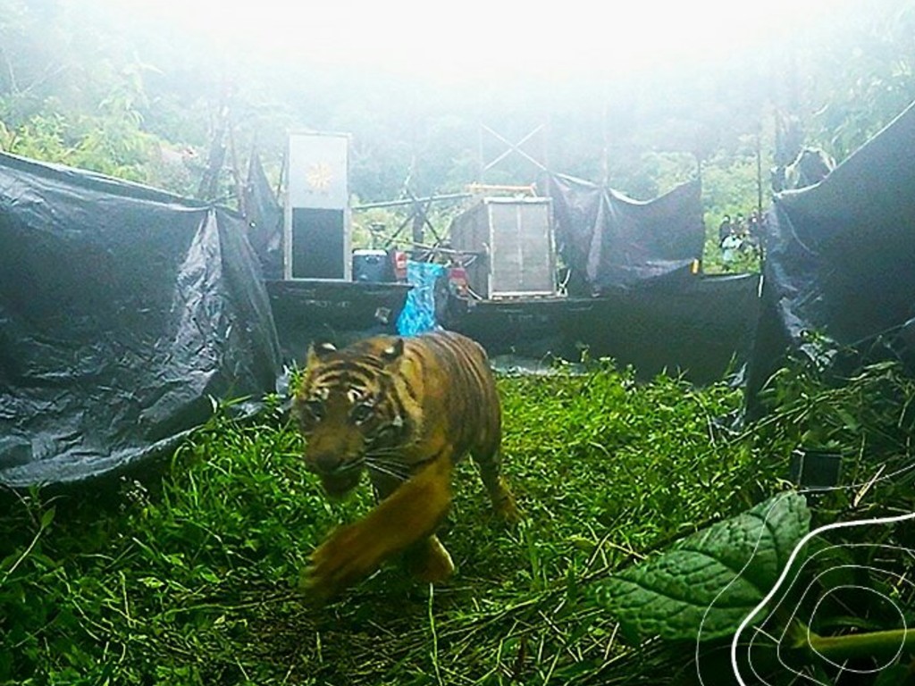 Harimau Sumatra